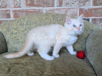 Mug - Ragdoll - Gallery Photo #1