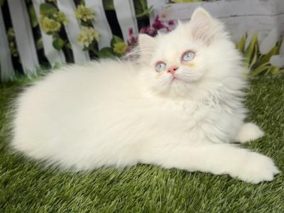 CFA Male Persian Kitten - Persian - Gallery Photo #1