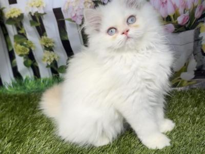 CFA Male Persian Kitten - Persian - Gallery Photo #1