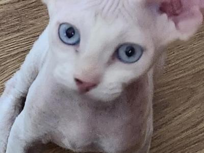 Pirate - Sphynx - Gallery Photo #1