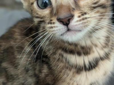 Copper - Bengal - Gallery Photo #1