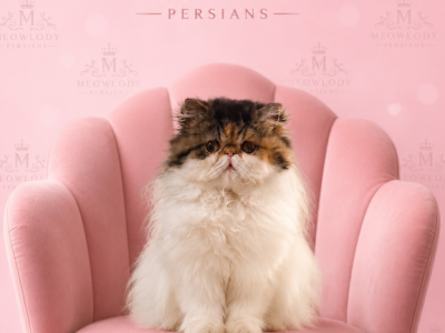 Baby - Persian - Gallery Photo #1