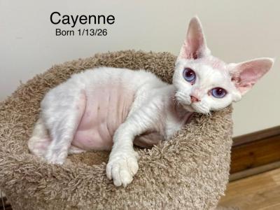 Cayenne - Devon Rex - Gallery Photo #1