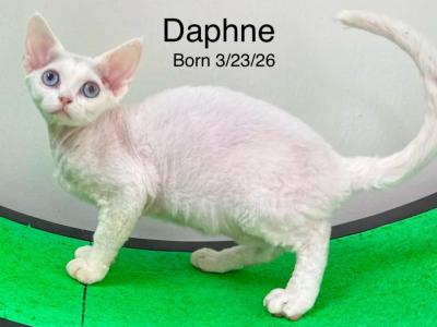 Daphne - Devon Rex - Gallery Photo #1