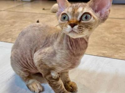 Vivianne - Devon Rex - Gallery Photo #1