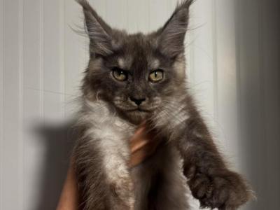 Bliss - Maine Coon - Gallery Photo #1