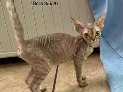 Marion - Devon Rex - Gallery Photo #1