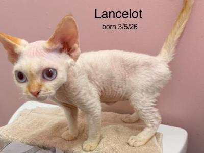 Lancelot - Devon Rex - Gallery Photo #1
