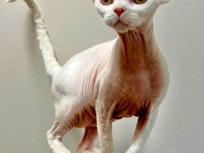 Basil - Devon Rex - Gallery Photo #1