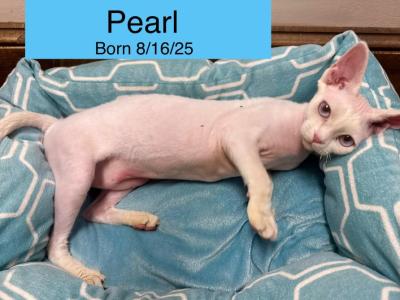 Pearl - Devon Rex - Gallery Photo #1