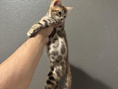 Kai - Bengal - Gallery Photo #1