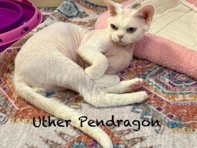 Uther Pendragon - Devon Rex - Gallery Photo #1