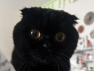 Black Scottish Fold - Scottish Fold - Gallery Photo #1