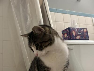 April - American Wirehair - Gallery Photo #1