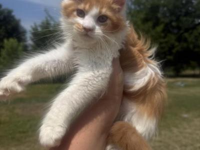 Luna Polydactyl - Maine Coon - Gallery Photo #1