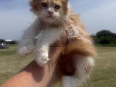 Daria Polydactyl - Maine Coon - Gallery Photo #1