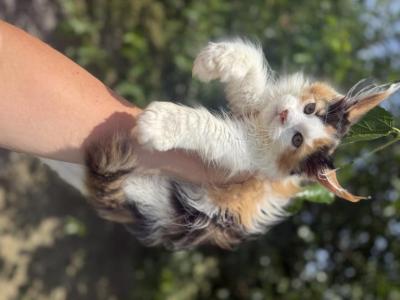 Gia Polydactyl - Maine Coon - Gallery Photo #1