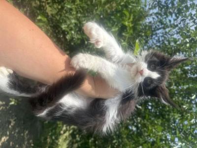Newton Polydactyl - Maine Coon - Gallery Photo #1