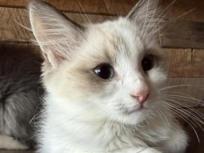 Esther Baby 02 - Siberian - Gallery Photo #1