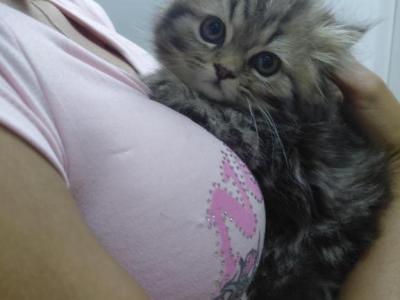 Marvelous Kitties - Ragdoll - Gallery Photo #1