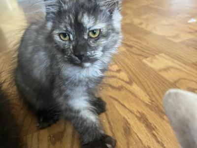 Polydactyl Kittys - Maine Coon - Gallery Photo #1