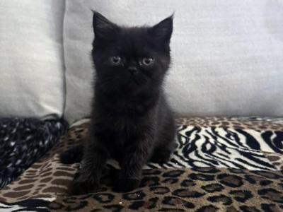 Cocoa Is A Lovely Female Black Ghost Tabby - Exotic - Gallery Photo #1