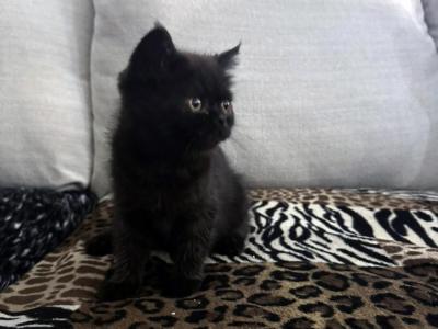 Cocoa Is A Lovely Female Black Ghost Tabby - Exotic - Gallery Photo #1