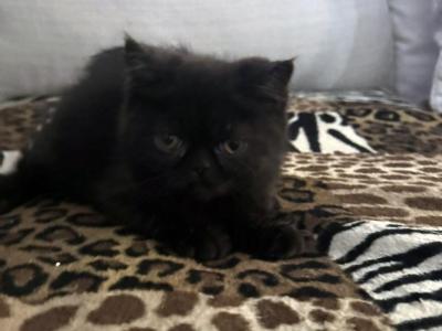 Jack Pumpkin Is A Sweet Solid Black Persian Exotic - Exotic - Gallery Photo #1