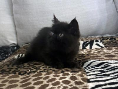 Jack Pumpkin Is A Sweet Solid Black Persian Exotic - Exotic - Gallery Photo #1