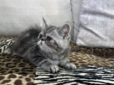 Ace Is A Beautiful Silver Tabby - Exotic - Gallery Photo #1