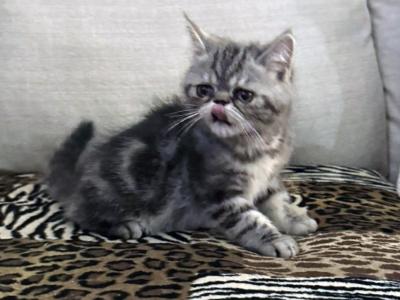 Ace Is A Beautiful Silver Tabby - Exotic - Gallery Photo #1