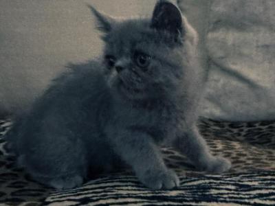 Graysi Is A Gorgeous Blue Exotic Persian Mix - Exotic - Gallery Photo #1