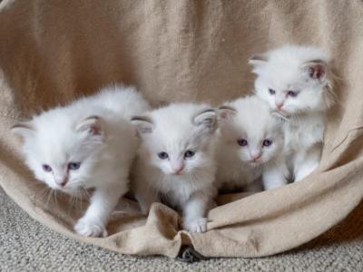 Ragdoll Lynx Kitten - Ragdoll - Gallery Photo #1