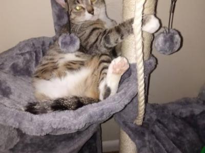 4th Of July Kittens Looking For Forever Home - Domestic - Gallery Photo #1