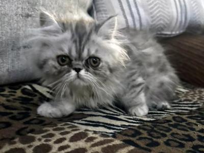 Fuffy A Gorgeous Silver Tabby Girl - Persian - Gallery Photo #1