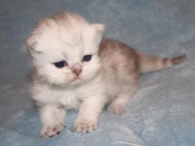 CFA Shaded Silver Fema Persian Kitten - Persian - Gallery Photo #1