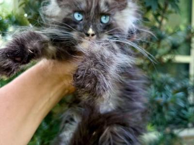 Loki Black Smoke Blue Eyed Boy - Maine Coon - Gallery Photo #1