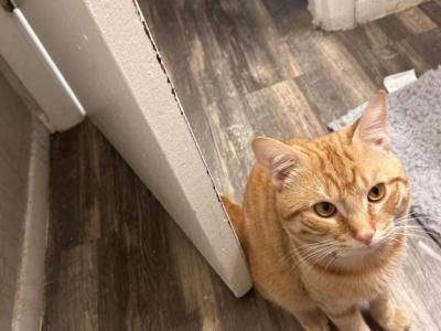 Garfield - Domestic - Gallery Photo #1