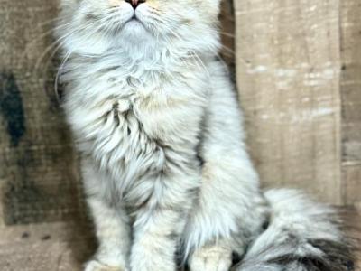 Scottish Fold Kittens - Scottish Fold - Gallery Photo #1