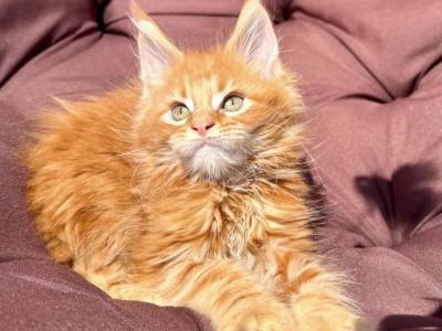 Maine Coon Kittens - Maine Coon - Gallery Photo #1