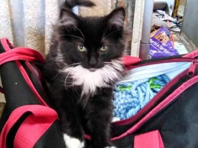Pepé - American Longhair - Gallery Photo #1