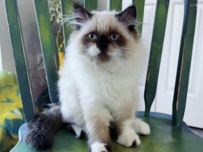 Panda 14 Weeks Old - Persian - Gallery Photo #1