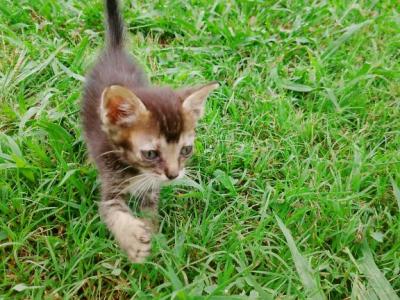 Tabby Kitten - Domestic - Gallery Photo #1