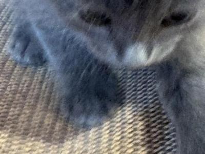 NEBULA - Nebelung - Gallery Photo #1