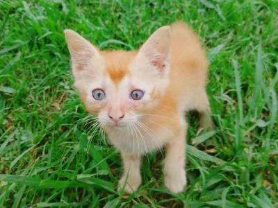 Ginger Tabby Kittens - Domestic - Gallery Photo #1