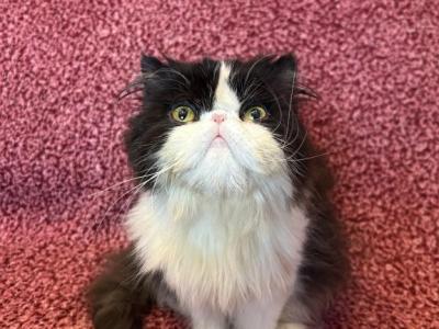 Dolly - Persian - Gallery Photo #1