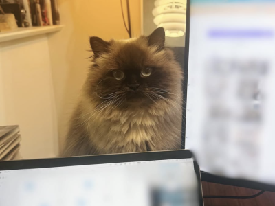 Tiko - Himalayan - Gallery Photo #1