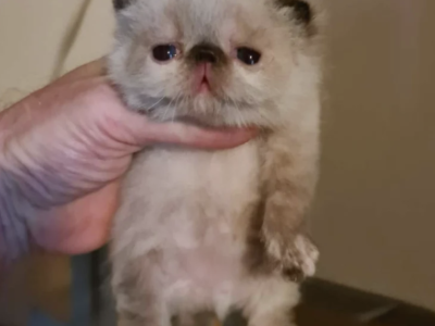 Adorable Persian Kittens Ready For Homes - Persian - Gallery Photo #1
