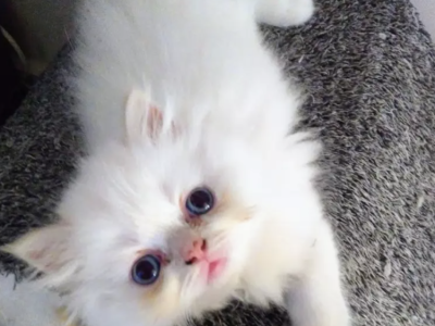 Beautiful Persian Kittens Available - Persian - Gallery Photo #1