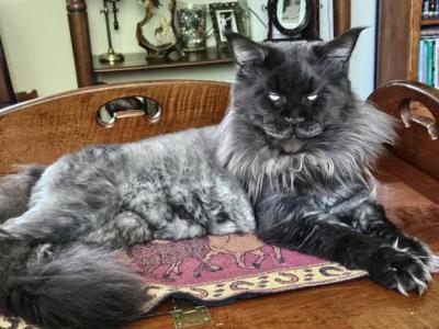 Risa Litter Of 5 - Maine Coon - Gallery Photo #1